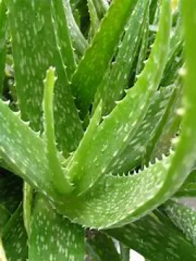 Aloe Vera 4"