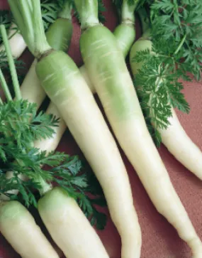 Carrot - Lunar White (Seeds)