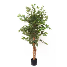 Ficus tree plant